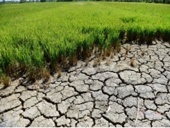 Bón phân SPC-CAL khắc phục đất nhiễm mặn xì phèn