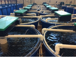 Hướng dẫn nuôi trồng thủy sản tuần hoàn - Phần 7