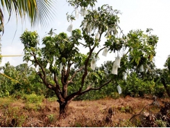 VietGAP quality mango fetches high incomes for farmers in Mekong Delta commune