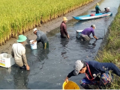 Nhân rộng mô hình nuôi tôm kết hợp tại Bạc Liêu