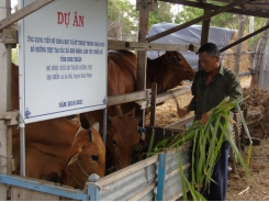 Ứng dụng tiến bộ kỹ thuật chăn nuôi bò hướng thịt