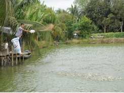 Catfish farming in danger, farmers leave ponds idle