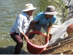 Prices of shrimps in Mekong Delta provinces decline heavily