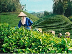 Tea exports fall in Q1 due to COVID-19