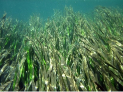 Cỏ biển - bể chứa carbon chống biến đổi khí hậu