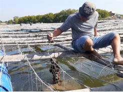 Bà Rịa – Vũng Tàu farmers expand breeding of Pacific oysters