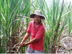 Mekong Delta farmers destroy thousands of hectares of sugarcane