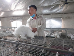 Tuyên Quang rabbit farmer profits from raising New Zealand breed