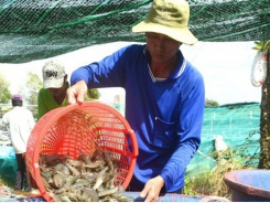 Low shrimp prices cause difficulties for farmers, enterprises