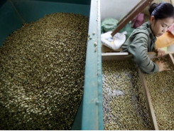 Vietnam March coffee exports likely down 12.7 pct y/y at 150,000 metric tons - gov't data