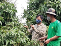 Bac Giang focuses on making lychee national product