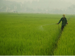 Winter-spring rice crop at high risk of disease: Agriculture minister