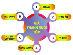 Một số biện pháp giảm giá thành nuôi tôm