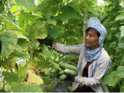 Trà Vinh promotes agricultural restructuring as drought, saline intrusion damages crops