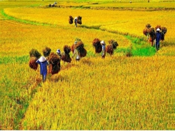 Organic rice zone emerged in central Vietnam