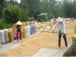 Mekong Delta provinces expect good summer-autumn rice crop