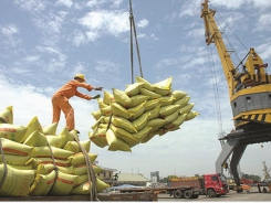 Vietnamese rice export price reaches record level