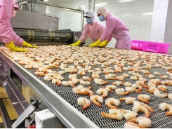 Shrimp exports to European market climb robustly