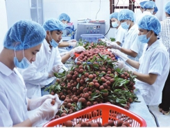 Fruit, vegetable exports expected to thrive this year