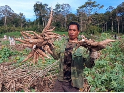 Cassava exports, prices jump on surging China demand
