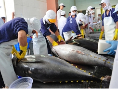 Tuna exports soar