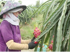 Chau Thanh: 5,500 hectares of high-tech dragon fruit built