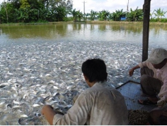 Pangasius farming - Feed and nutrition