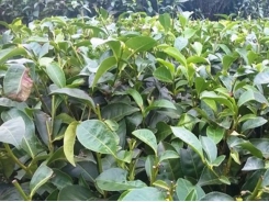 Tea exports see bright spot in January-February
