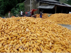 Biotechnology contributes to higher productivity and increased incomes