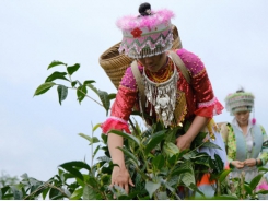 Shan Tuyet tea well preserved in Na Hang