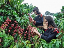 Bón phân cho cà phê mùa mưa ở Tây Nguyên