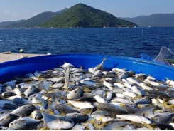 Developing Vietnam’s marine aquaculture on industrial scale