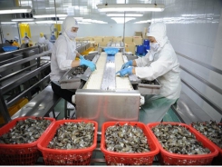 Mekong Delta provinces' shrimp exports to EU market skyrocket in Q1