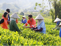 Tea industry prepares to accommodate new consumer trends