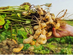 Bac Giang develops brand of Hiep Hoa peanut