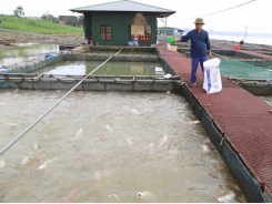 Long An targets at least 60,000 tonnes of aquaculture production