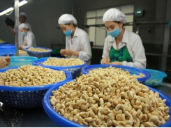 Cashew nut exports enjoy surge in volume throughout Q1