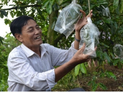 Nearly 40,000 ha of fruit trees possibly face water shortage in Mekong Delta