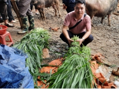 Trồng cỏ, hái tiền