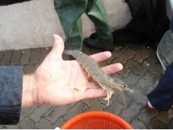 How can we save the global shrimp industry from devastating diseases?