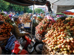 Vietnamese lychee to be sold online for first time