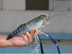 Freshwater shrimp production - Frequently asked questions