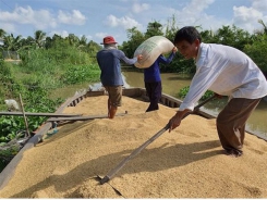 Vietnam sells 50,000 tons of rice to Bangladesh