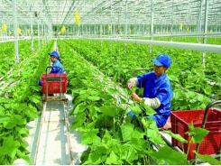 Propose nearly VND9 trillion to support agriculture