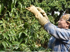 Lychee origin traceability requires good implementation from production stage