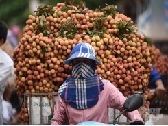 Lychee products given green lane priority on official border