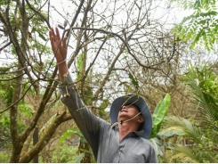 Hướng dẫn phòng trừ bọ cánh cứng hại cây trồng tại Bình Phước