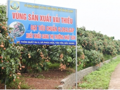 Tan Yen expands GlobalGAP lychee growing area