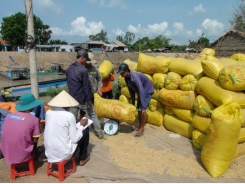 Rice production efficiency of eight provinces in Mekong Delta improved