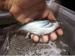 Pangasius farming - An overview